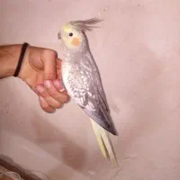 عروس هلندی گلباقالی