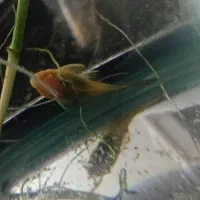 لجنخوار کت فیش