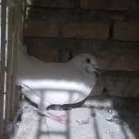نروماده سفید پلاکی