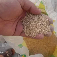 ارزن ویونجه