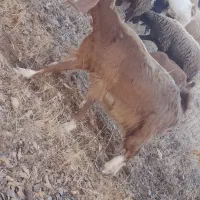 بز داشت|حیوانات مزرعه|ثلاث باباجانی, |دیوار