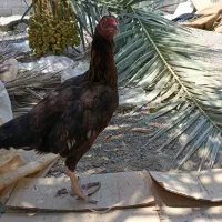 مرغ و‌خروس