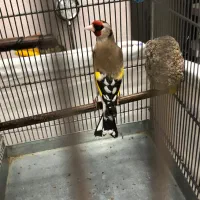 سره مست خاکی دهن هزار.یدونم لر بخون