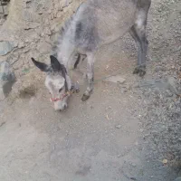 خرنر|حیوانات مزرعه|کلاترزان, |دیوار