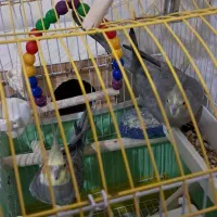 عروس هلندی
