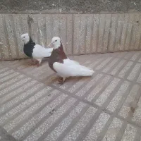 دوتا رنگه کفتر|پرنده|سبزوار, باهنر|دیوار