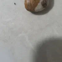 سنگ قیمتی|جواهرات|رباط‌کریم, رباط‌کریم|دیوار