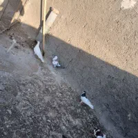 فروش ۴تا کفتر گرفتنی|پرنده|شیراز, شهدای شهرک سعدی|دیوار