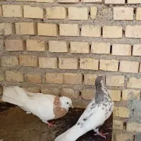 طوق پرتقالی قشنگ|پرنده|بهبهان, |دیوار