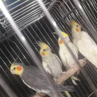 انواع عروس هلندی جوجه و بالغ رام ودستی(مغازه)|پرنده|تهران, گلستان (شهرک راه آهن)|دیوار