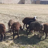 ۷عد بر دو ماد ۵نر