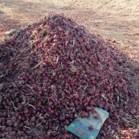 پیاز قرمز لوکس .قطره ای  خوش رنگ|خوردنی و آشامیدنی|بوکان, |دیوار