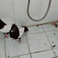 نرو ماده سینه سیاه|پرنده|گلباف, |دیوار