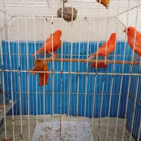 قناری رد فاکتور