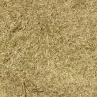 علف جار گندم.سبز و پر دان