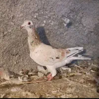 20تا مادع ساار سرخ کرمونی|پرنده|تربتحیدریه, بی بی حسنیه|دیوار