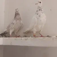 کبوترسارجفت تنظیم تخم جوجه