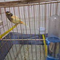 قناری نر و ماده
