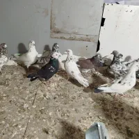 کفتر تهرانی