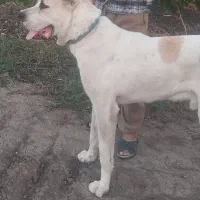 آلابای اصل|سگ|ری, شهرک نظامی|دیوار