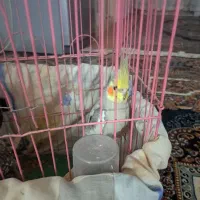 پرنده|پرنده|گلستان (تهران), |دیوار