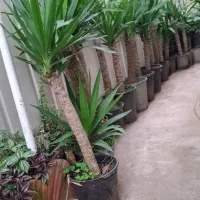 یوکا و سوکا مازندران عباس اباد