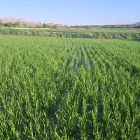 برنج کامفیروزی