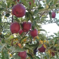 سیب|خوردنی و آشامیدنی|مشهد, فدک|دیوار