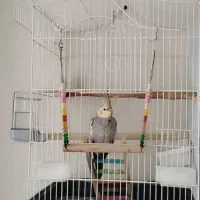 عروس هلندی نر با قفس