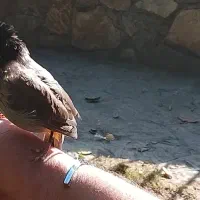 سهره اهوازی دستی نر