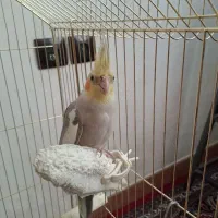 عروس هلندی
