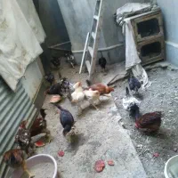 ۲۰ تا خروس رسمی