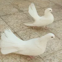 کبوتر دم چتری