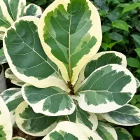 لیراتا ابلق / جلوه‌ای متفاوت برای فضای شما