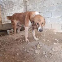 آلابای|سگ|سعدآباد, |دیوار