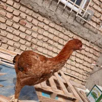 لاری|حیوانات مزرعه|گمیشان, |دیوار