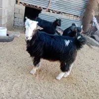 بز.|حیوانات مزرعه|شیراز, سعدیه شمالی|دیوار