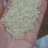 برنج چمپا ابزا و عدس محلی و رب وپودر زعفران