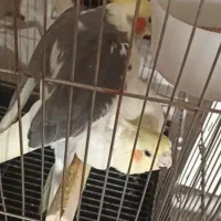 عروس هلندی مولد|پرنده|قم, علی آباد سعدگان|دیوار