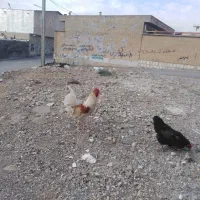 2 خروس کوردی