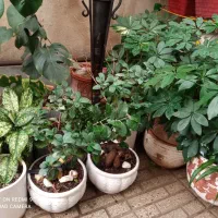 فروش گلدان های طبیعی باکیفیت|گل و گیاه طبیعی|تهران, میرداماد|دیوار