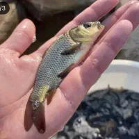 بچه ماهی کپور آمور فیتوفاگ|ماهی|سبزوار, کلاته سیفر|دیوار