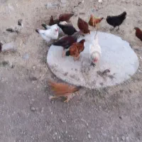 مرغ