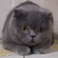 گربه اسکاتیش ماده