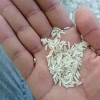 برنج سرگل استخوانی .۲نوع بارجدید.عمده ارسال رایگان|خوردنی و آشامیدنی|اراک, |دیوار