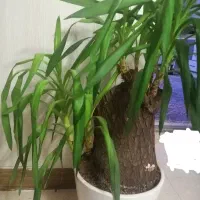 گلدان گل یوکا بسیـار زیبا|گل و گیاه طبیعی|قم, مجیدیه|دیوار