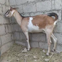 کهره نزار گوشتی 14تا16کیلویی