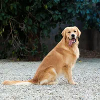 سگ گلدن رتریور