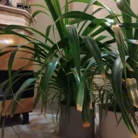 فروش گل با گلدان سرامیک