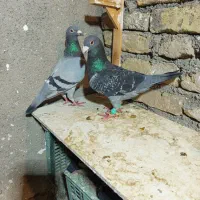 کبوترپرشی وکبوترجفتگاه